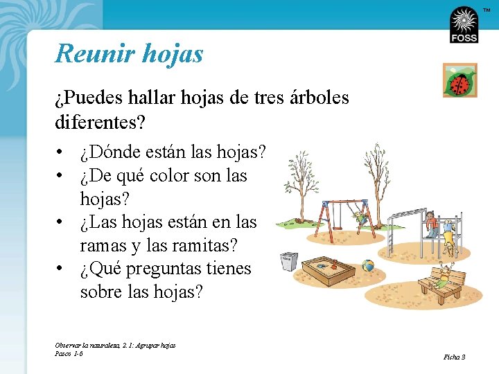 TM Reunir hojas ¿Puedes hallar hojas de tres árboles diferentes? • ¿Dónde están las