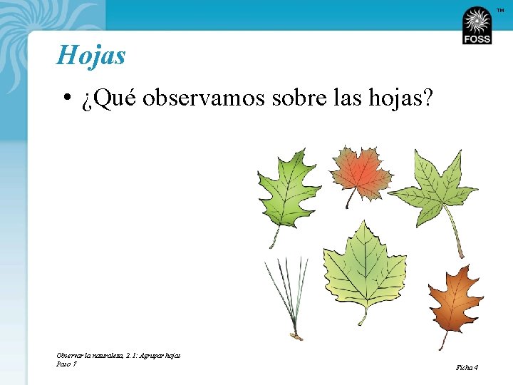 TM Hojas • ¿Qué observamos sobre las hojas? Observar la naturaleza, 2. 1: Agrupar