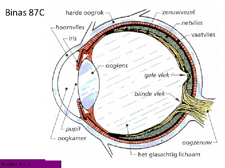 Binas 87 C Vitreous humor Reader 4. 3. 3 