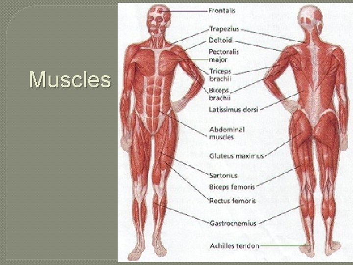 Muscles 