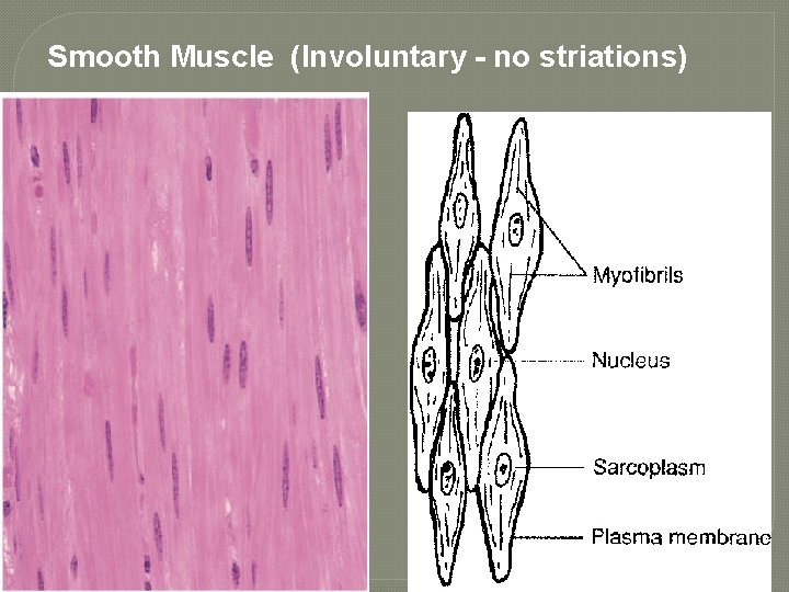 Smooth Muscle (Involuntary - no striations) 