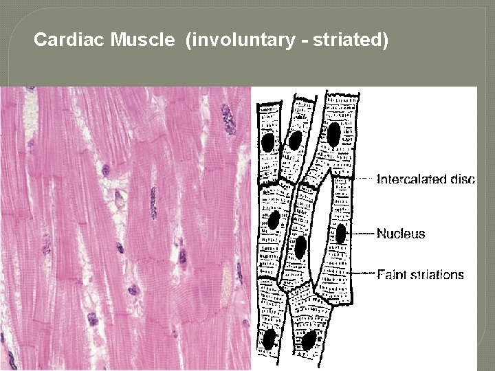 Cardiac Muscle (involuntary - striated) 