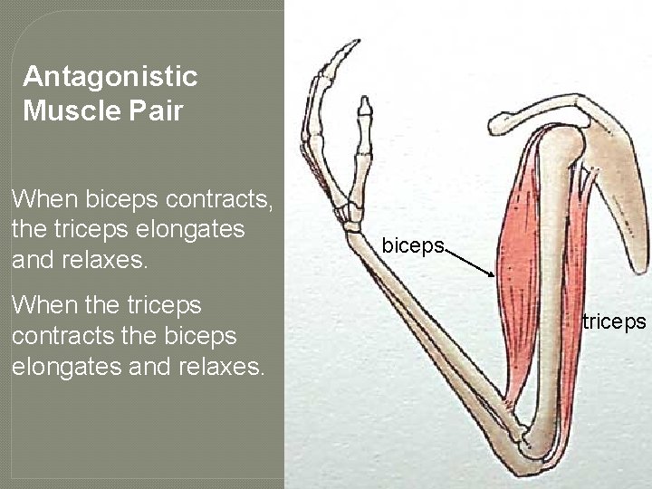 Antagonistic Muscle Pair When biceps contracts, the triceps elongates and relaxes. When the triceps