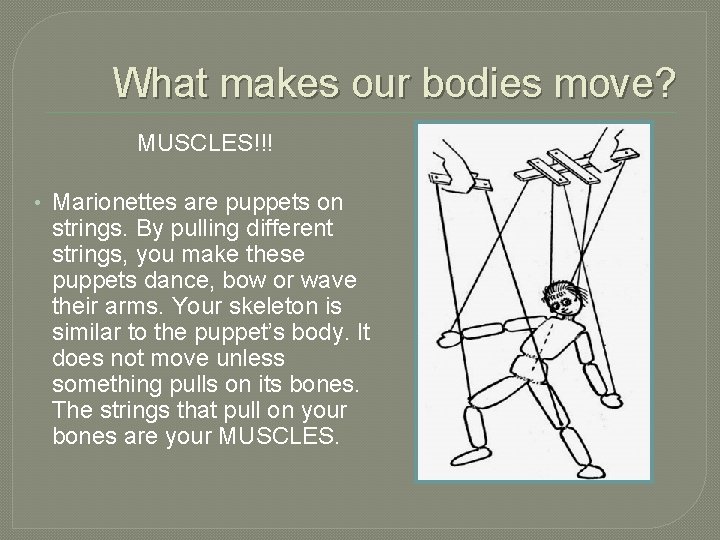 What makes our bodies move? MUSCLES!!! • Marionettes are puppets on strings. By pulling