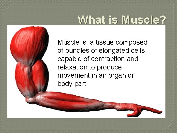 What is Muscle? Muscle is a tissue composed of bundles of elongated cells capable