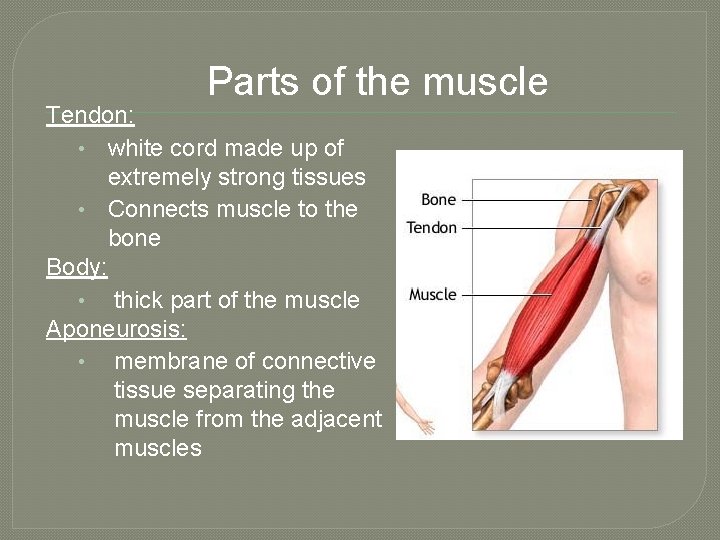 Parts of the muscle Tendon: • white cord made up of extremely strong tissues
