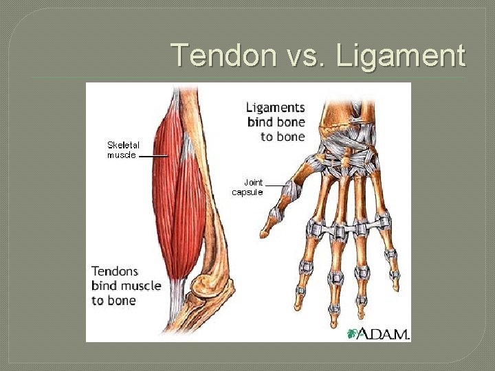 Tendon vs. Ligament 