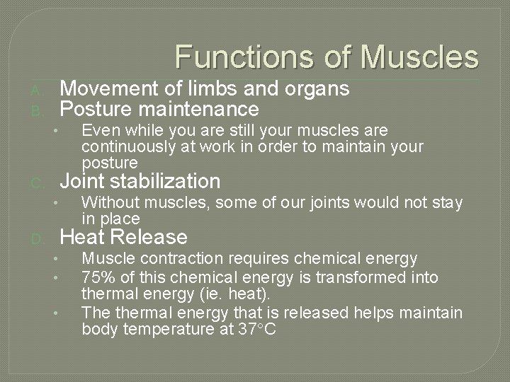 Functions of Muscles Movement of limbs and organs Posture maintenance A. B. • Even