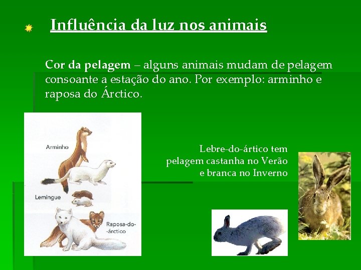 Influência da luz nos animais Cor da pelagem – alguns animais mudam de pelagem