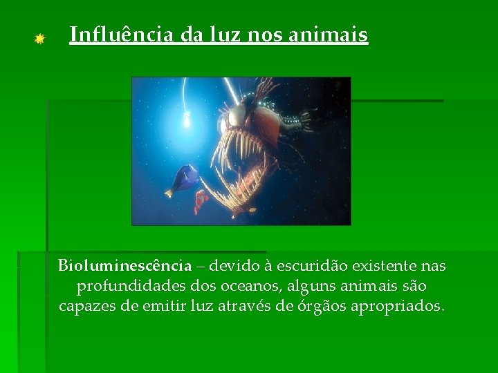 Influência da luz nos animais Bioluminescência – devido à escuridão existente nas profundidades dos