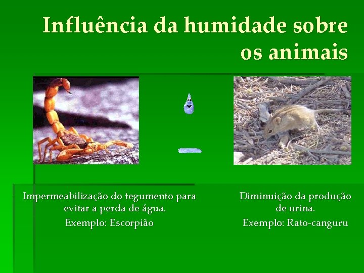 Influência da humidade sobre os animais Impermeabilização do tegumento para evitar a perda de