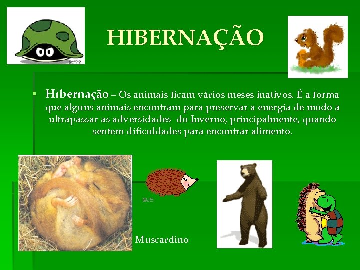 HIBERNAÇÃO § Hibernação – Os animais ficam vários meses inativos. É a forma que