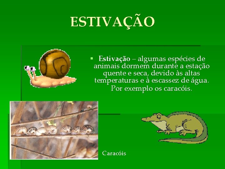 ESTIVAÇÃO § Estivação – algumas espécies de animais dormem durante a estação quente e