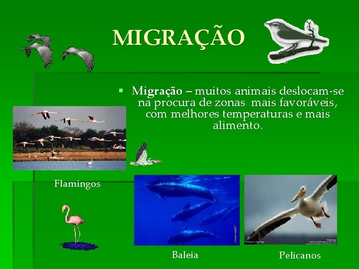 MIGRAÇÃO § Migração – muitos animais deslocam-se na procura de zonas mais favoráveis, com