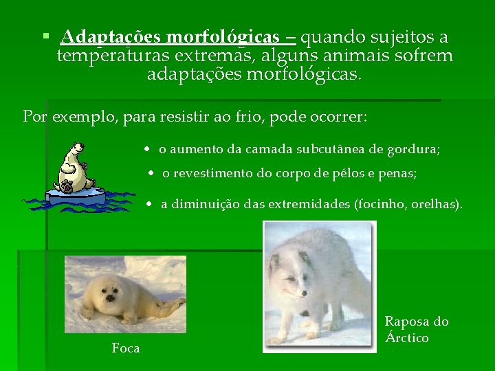 § Adaptações morfológicas – quando sujeitos a temperaturas extremas, alguns animais sofrem adaptações morfológicas.
