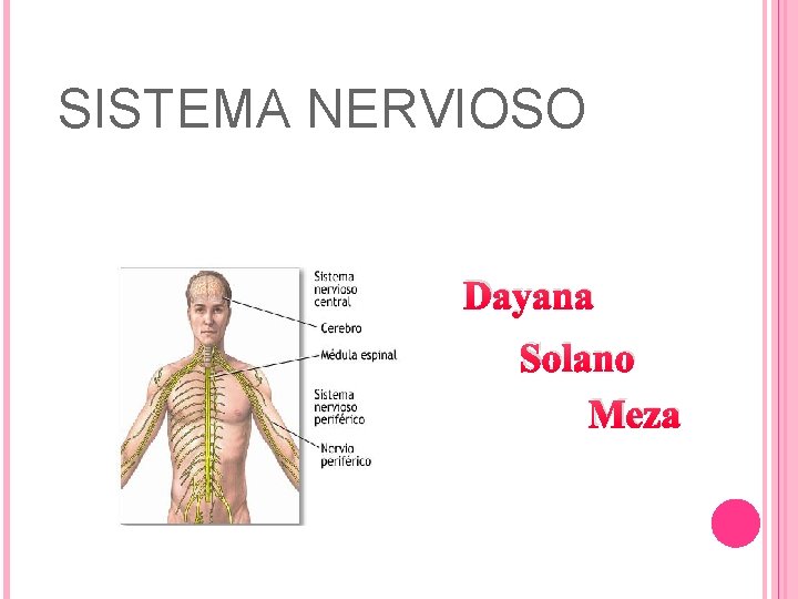 SISTEMA NERVIOSO Dayana Solano Meza 