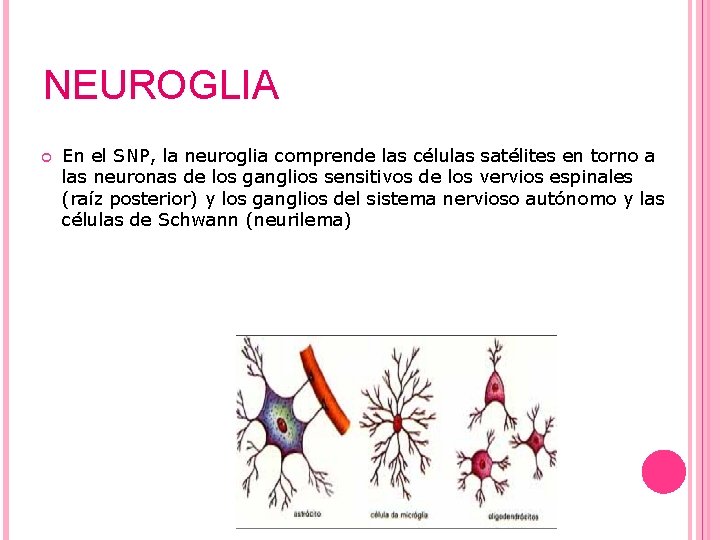 NEUROGLIA En el SNP, la neuroglia comprende las células satélites en torno a las