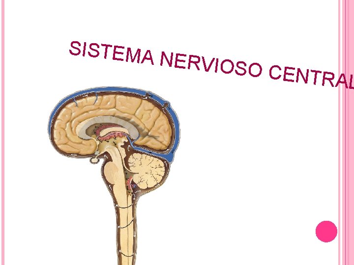 SISTEMA NERVIOS O CENTR AL 