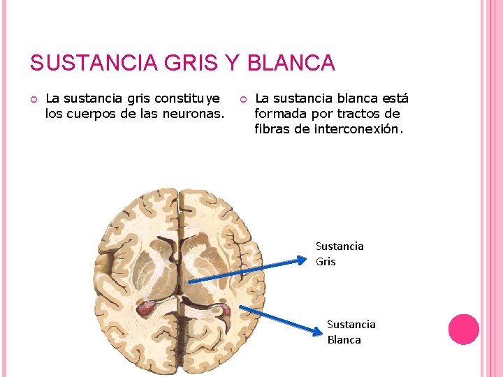 SUSTANCIA GRIS Y BLANCA La sustancia gris constituye los cuerpos de las neuronas. La