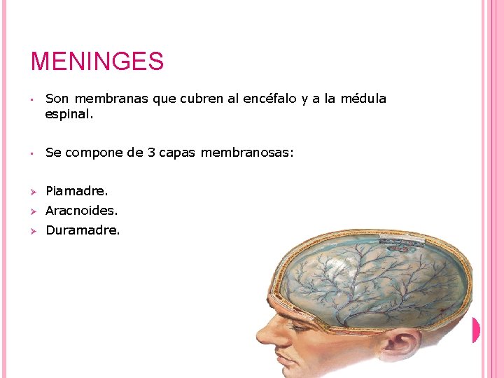 MENINGES • Son membranas que cubren al encéfalo y a la médula espinal. •