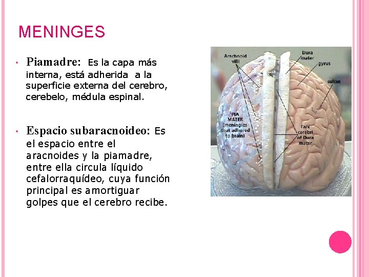 MENINGES • Piamadre: • Espacio subaracnoideo: Es Es la capa más interna, está adherida