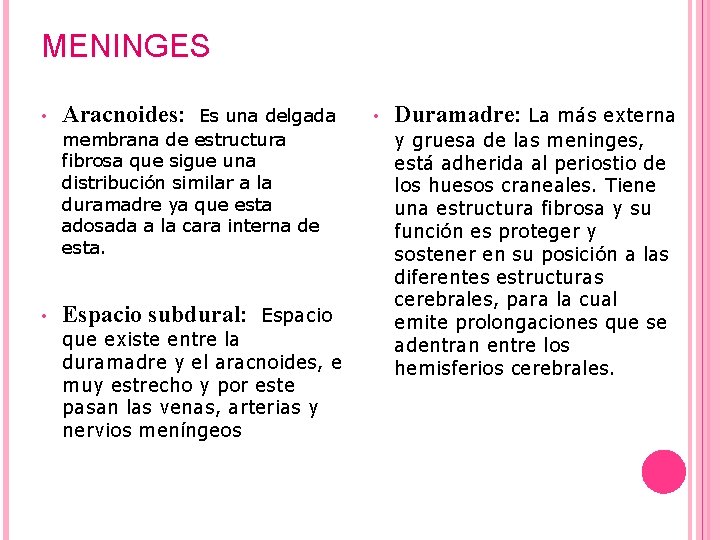 MENINGES • • Aracnoides: Es una delgada membrana de estructura fibrosa que sigue una