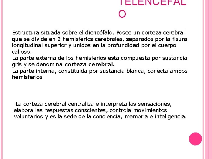 TELENCÉFAL O Estructura situada sobre el diencéfalo. Posee un corteza cerebral que se divide