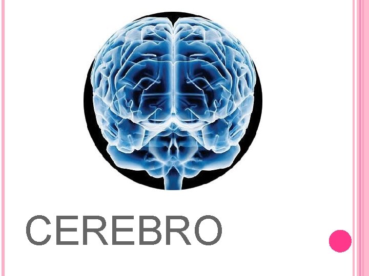 CEREBRO 