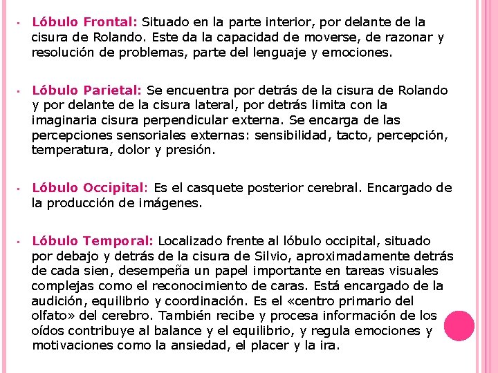 • Lóbulo Frontal: Situado en la parte interior, por delante de la cisura