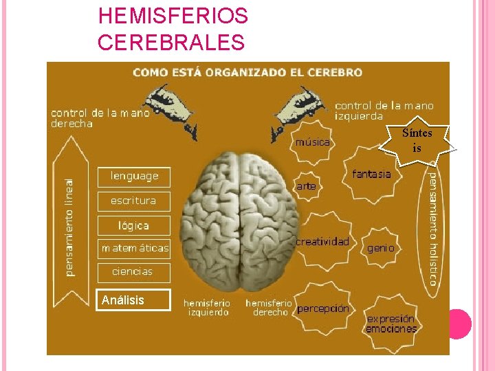 HEMISFERIOS CEREBRALES Síntes is Análisis 