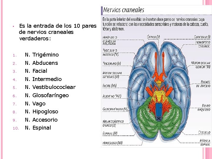  • Es la entrada de los 10 pares de nervios craneales verdaderos: 1.