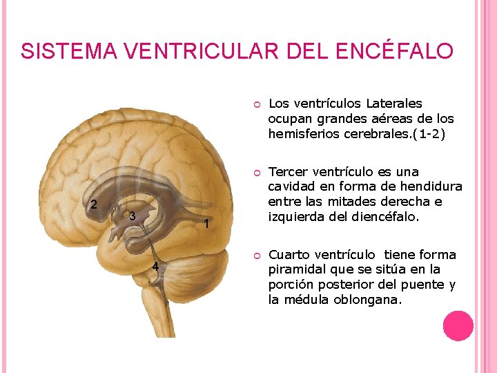 SISTEMA VENTRICULAR DEL ENCÉFALO 2 3 Los ventrículos Laterales ocupan grandes aéreas de los