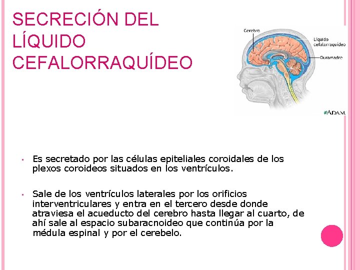 SECRECIÓN DEL LÍQUIDO CEFALORRAQUÍDEO • Es secretado por las células epiteliales coroidales de los