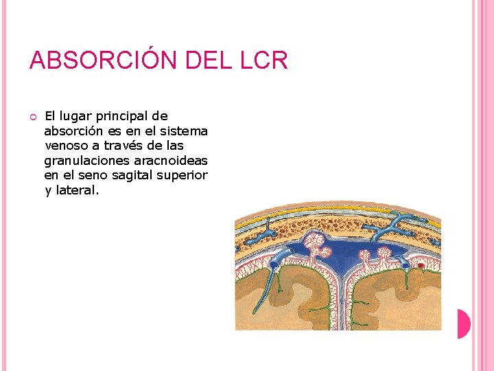 ABSORCIÓN DEL LCR El lugar principal de absorción es en el sistema venoso a