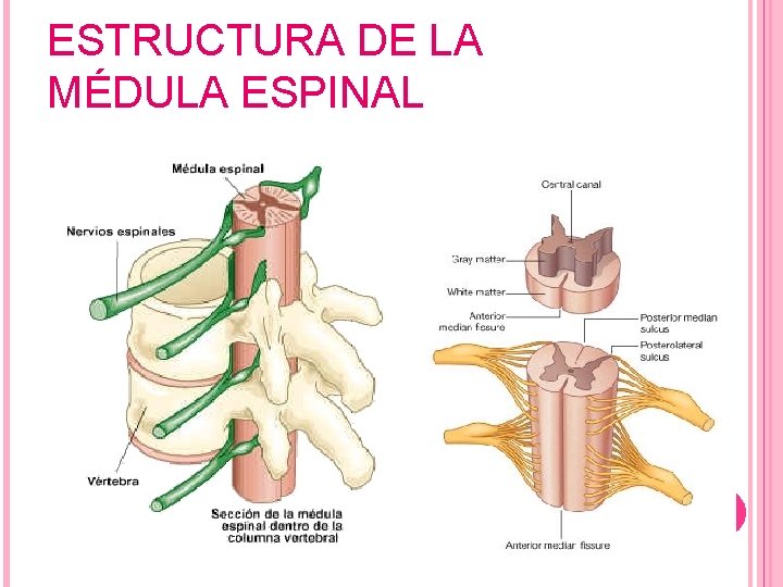 ESTRUCTURA DE LA MÉDULA ESPINAL 