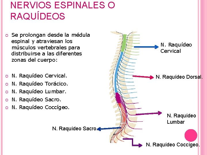 NERVIOS ESPINALES O RAQUÍDEOS Se prolongan desde la médula espinal y atraviesan los músculos