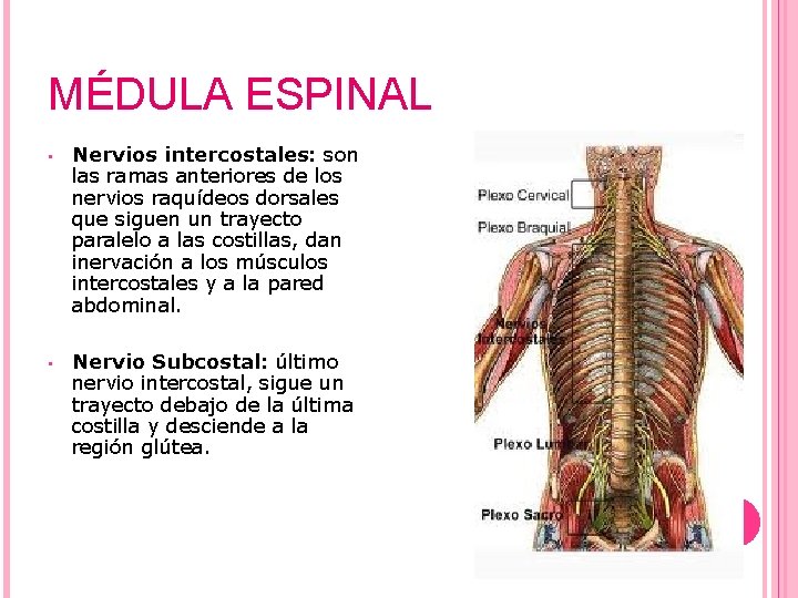 MÉDULA ESPINAL • Nervios intercostales: son las ramas anteriores de los nervios raquídeos dorsales