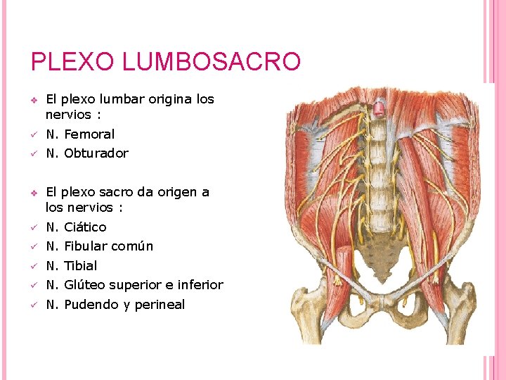 PLEXO LUMBOSACRO v El plexo lumbar origina los nervios : ü N. Femoral ü