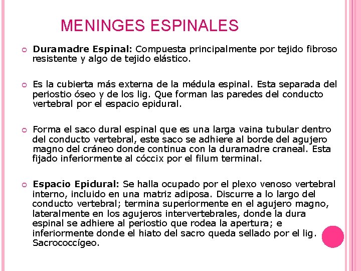 MENINGES ESPINALES Duramadre Espinal: Compuesta principalmente por tejido fibroso resistente y algo de tejido