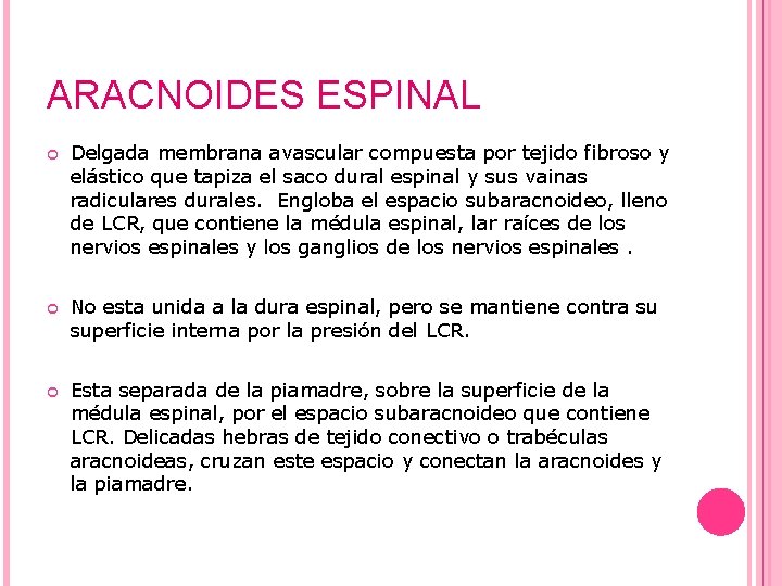 ARACNOIDES ESPINAL Delgada membrana avascular compuesta por tejido fibroso y elástico que tapiza el