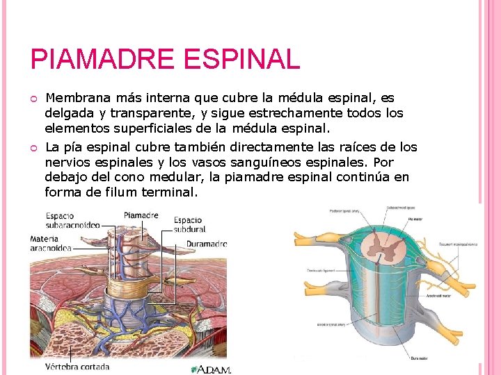 PIAMADRE ESPINAL Membrana más interna que cubre la médula espinal, es delgada y transparente,