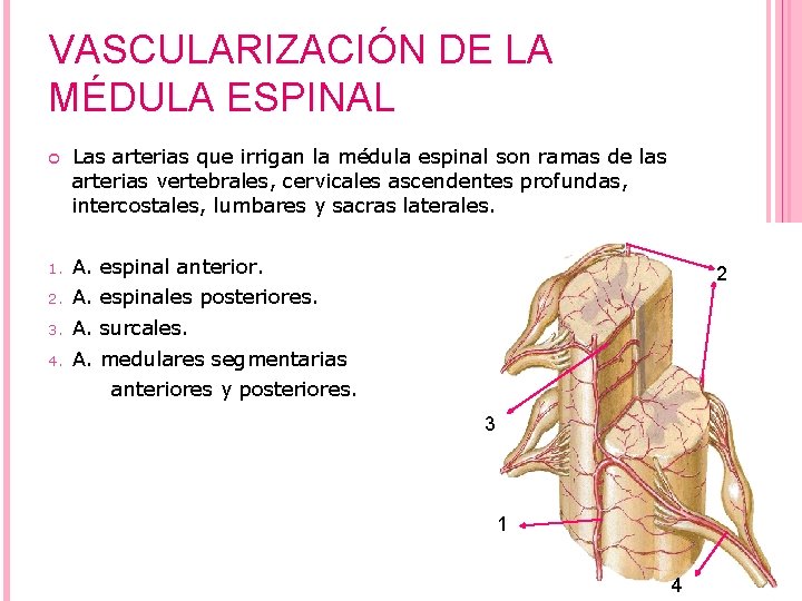 VASCULARIZACIÓN DE LA MÉDULA ESPINAL Las arterias que irrigan la médula espinal son ramas