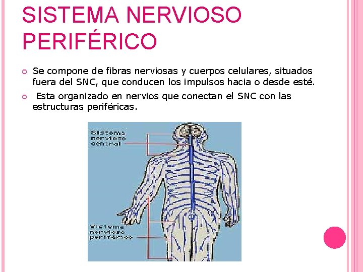 SISTEMA NERVIOSO PERIFÉRICO Se compone de fibras nerviosas y cuerpos celulares, situados fuera del