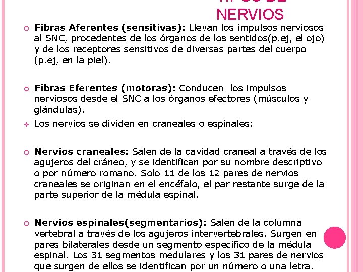 TIPOS DE NERVIOS Fibras Aferentes (sensitivas): Llevan los impulsos nerviosos al SNC, procedentes de