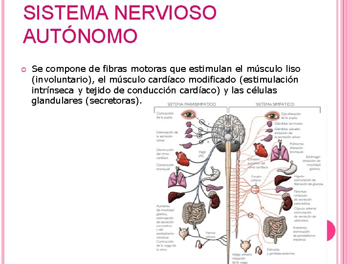 SISTEMA NERVIOSO AUTÓNOMO Se compone de fibras motoras que estimulan el músculo liso (involuntario),