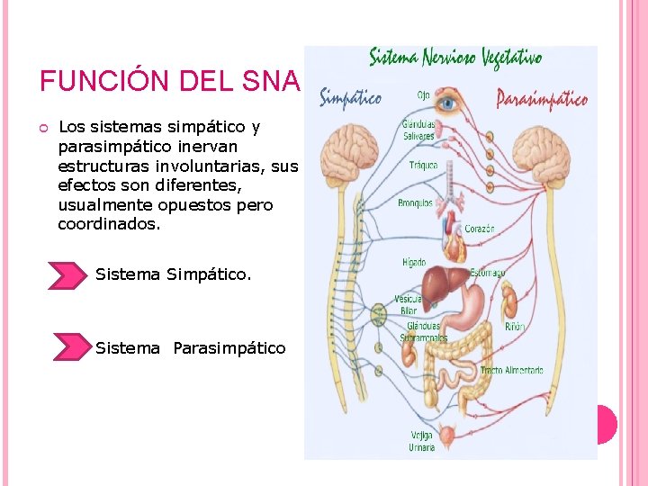 FUNCIÓN DEL SNA Los sistemas simpático y parasimpático inervan estructuras involuntarias, sus efectos son