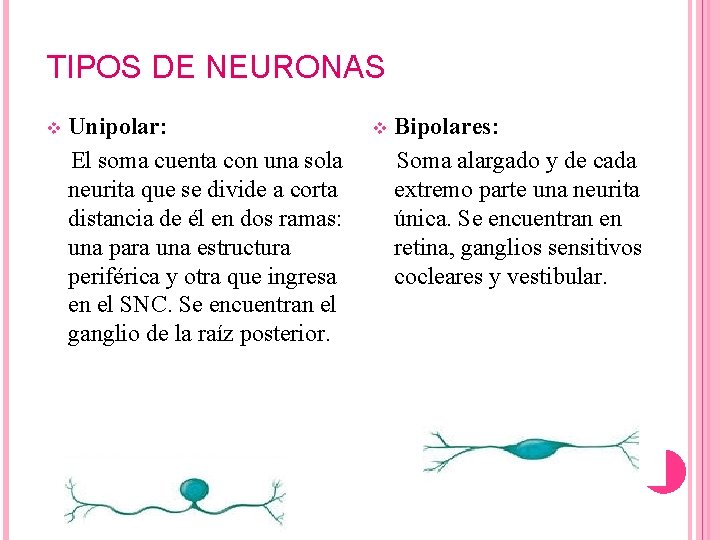 TIPOS DE NEURONAS v Unipolar: El soma cuenta con una sola neurita que se