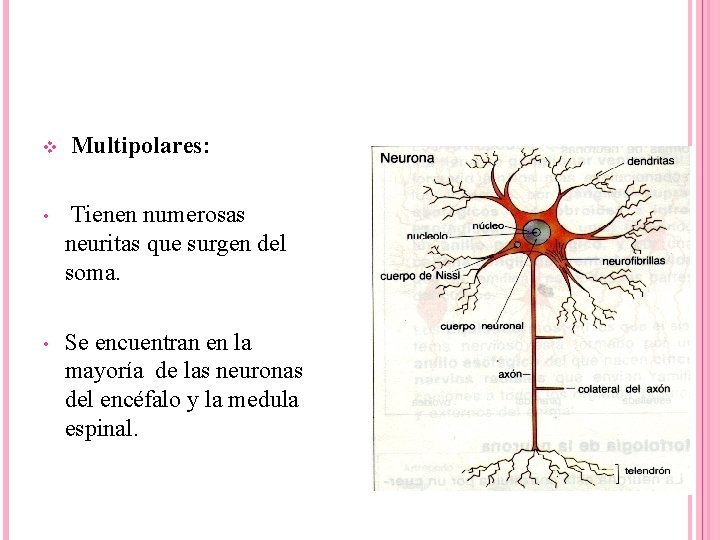 v Multipolares: • Tienen numerosas neuritas que surgen del soma. • Se encuentran en