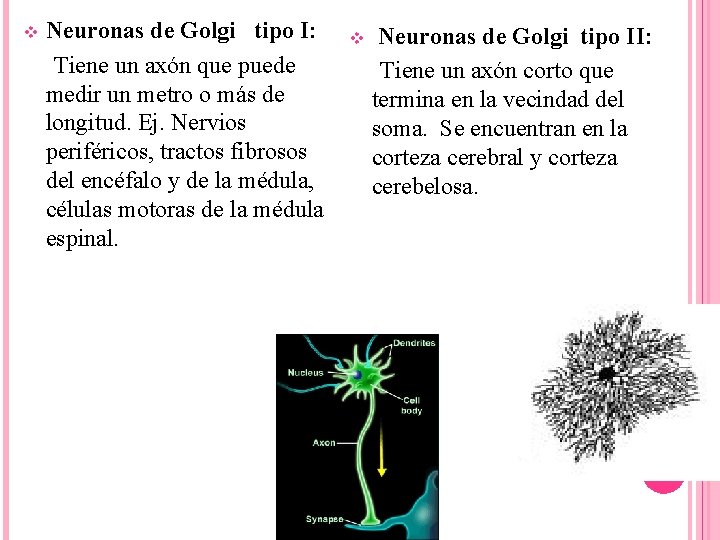 v Neuronas de Golgi tipo I: Tiene un axón que puede medir un metro