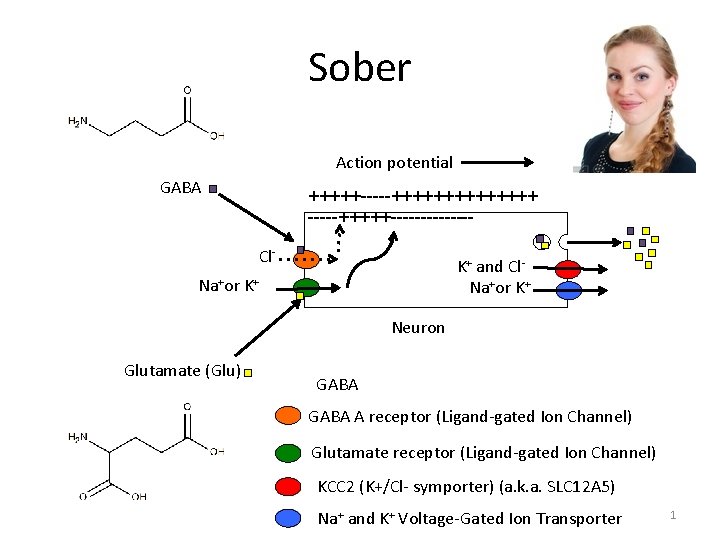 Sober Action potential GABA +++++-----+++++++ -----+++++-------Cl- K+ and Cl. Na+or K+ Neuron Glutamate (Glu)